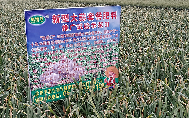新型大蒜套餐肥料推廣試驗示范田